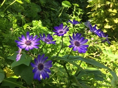 Pericallis × hybrida