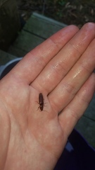 Hemicrepidius melanophthalmus