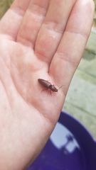 Hemicrepidius melanophthalmus