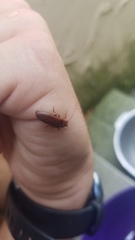 Hemicrepidius melanophthalmus