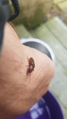Hemicrepidius melanophthalmus