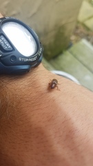 Hemicrepidius melanophthalmus