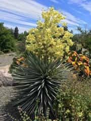 Agave