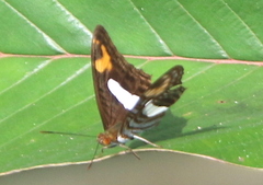 Adelpha barnesia