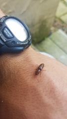 Hemicrepidius melanophthalmus