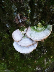 Fungi