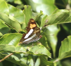 Adelpha barnesia