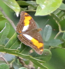 Adelpha heraclea