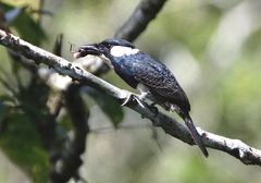 Notharchus pectoralis