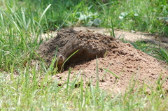 Ctenomys