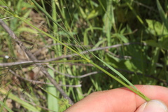 Agrostis hyemalis