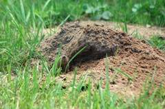 Ctenomys