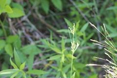 Juncus dichotomus