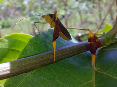 Anisoscelis marginellus