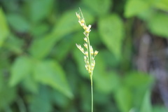 Juncus dichotomus