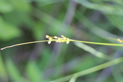 Juncus dichotomus