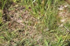 Eleocharis tenuis verrucosa