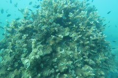 Echinopora mammiformis