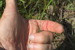 Eleocharis tenuis verrucosa