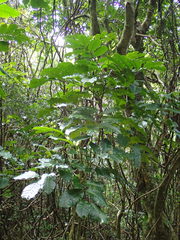 Dysoxylum spectabile