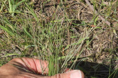 Eleocharis tenuis verrucosa
