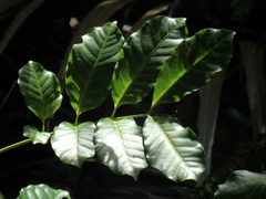 Dysoxylum spectabile