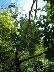 Dysoxylum spectabile