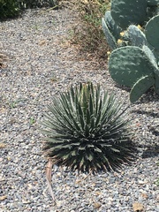 Agave
