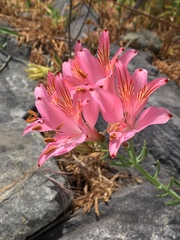 Alstroemeria ligtu