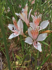 Alstroemeria ligtu