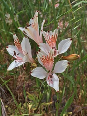 Alstroemeria ligtu