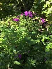 Pericallis × hybrida