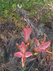 Alstroemeria ligtu