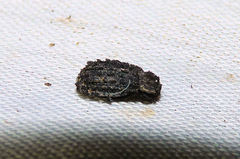 Trox variolatus