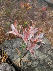 Alstroemeria ligtu