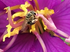 Lasioglossum deliense