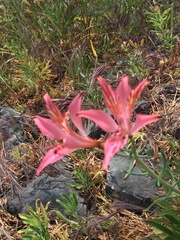 Alstroemeria ligtu