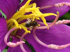 Lasioglossum deliense
