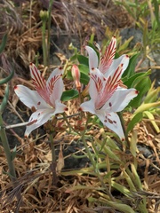 Alstroemeria ligtu