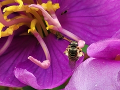 Lasioglossum deliense