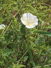 Convolvulus arvensis