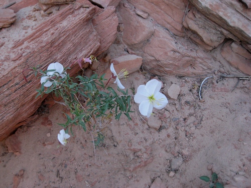 Oenothera pallida ssp. pallida