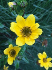 Bidens laevis