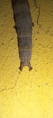 Catocala nupta