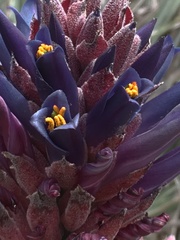 Puya coerulea