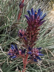 Puya coerulea