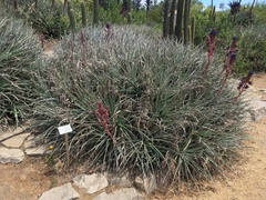 Puya coerulea