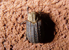 Trox unistriatus