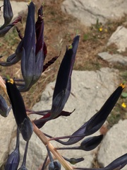 Puya coerulea