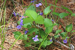 Viola adunca adunca